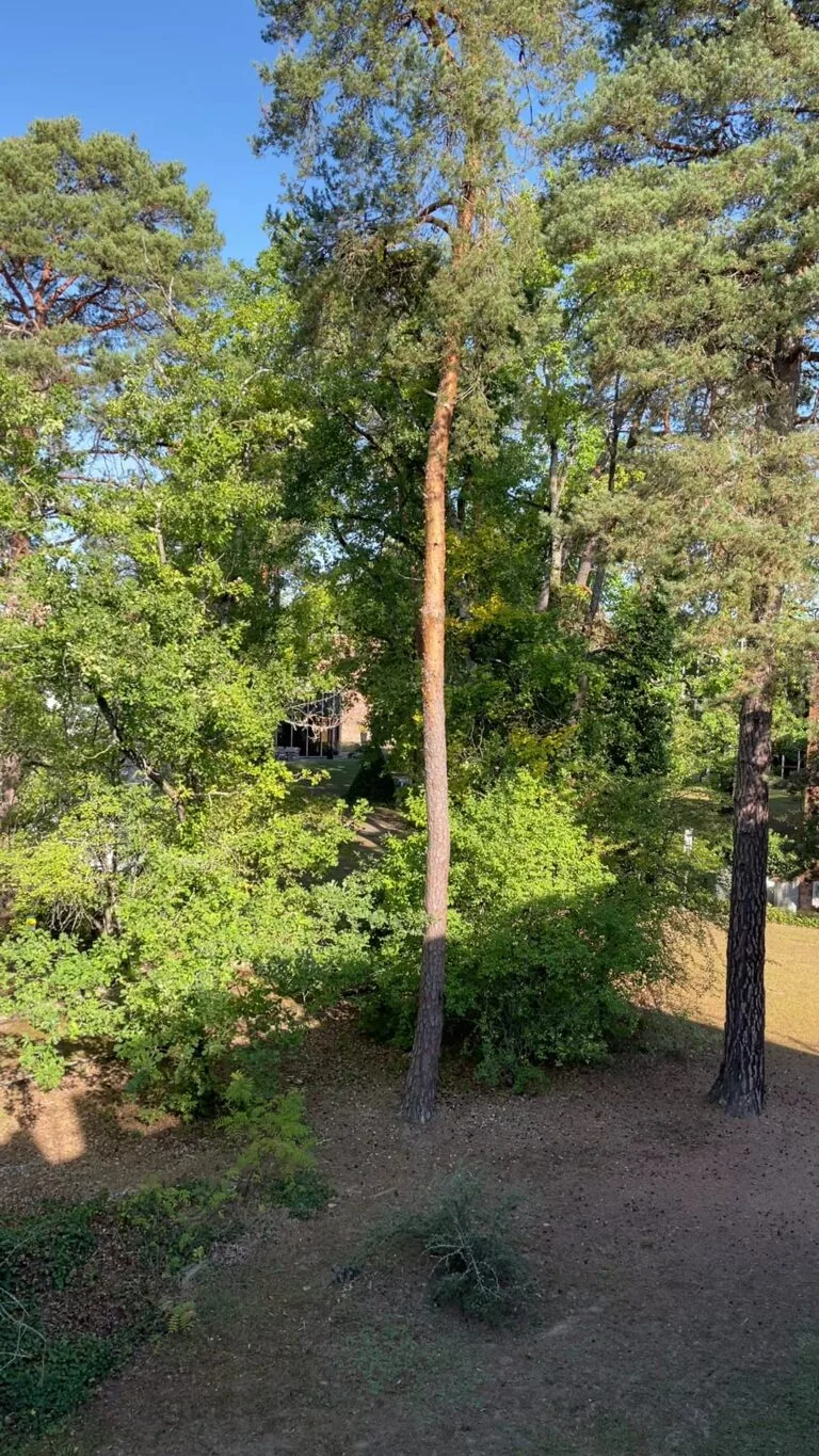 A tall, slender pine tree surrounded by green trees under a blue sky