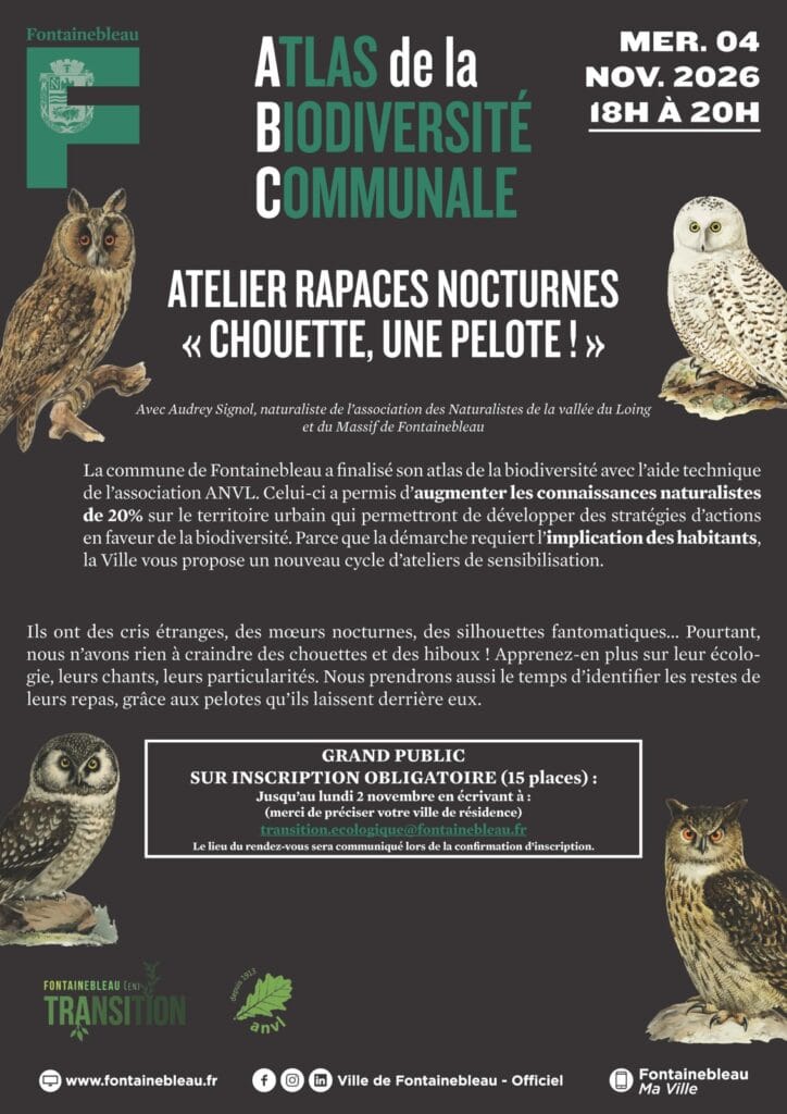 Atelier rapaces nocturnes Chouette une pelote à Fontainebleau, novembre 2026
