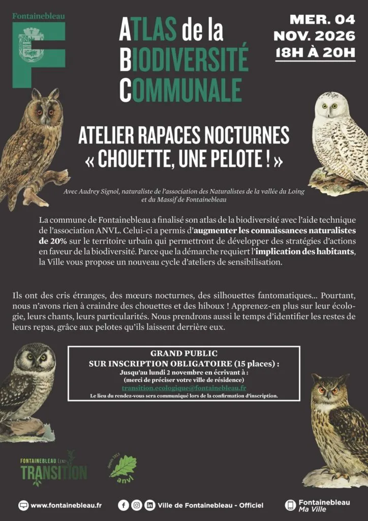 Atelier rapaces nocturnes Chouette une pelote à Fontainebleau, novembre 2026